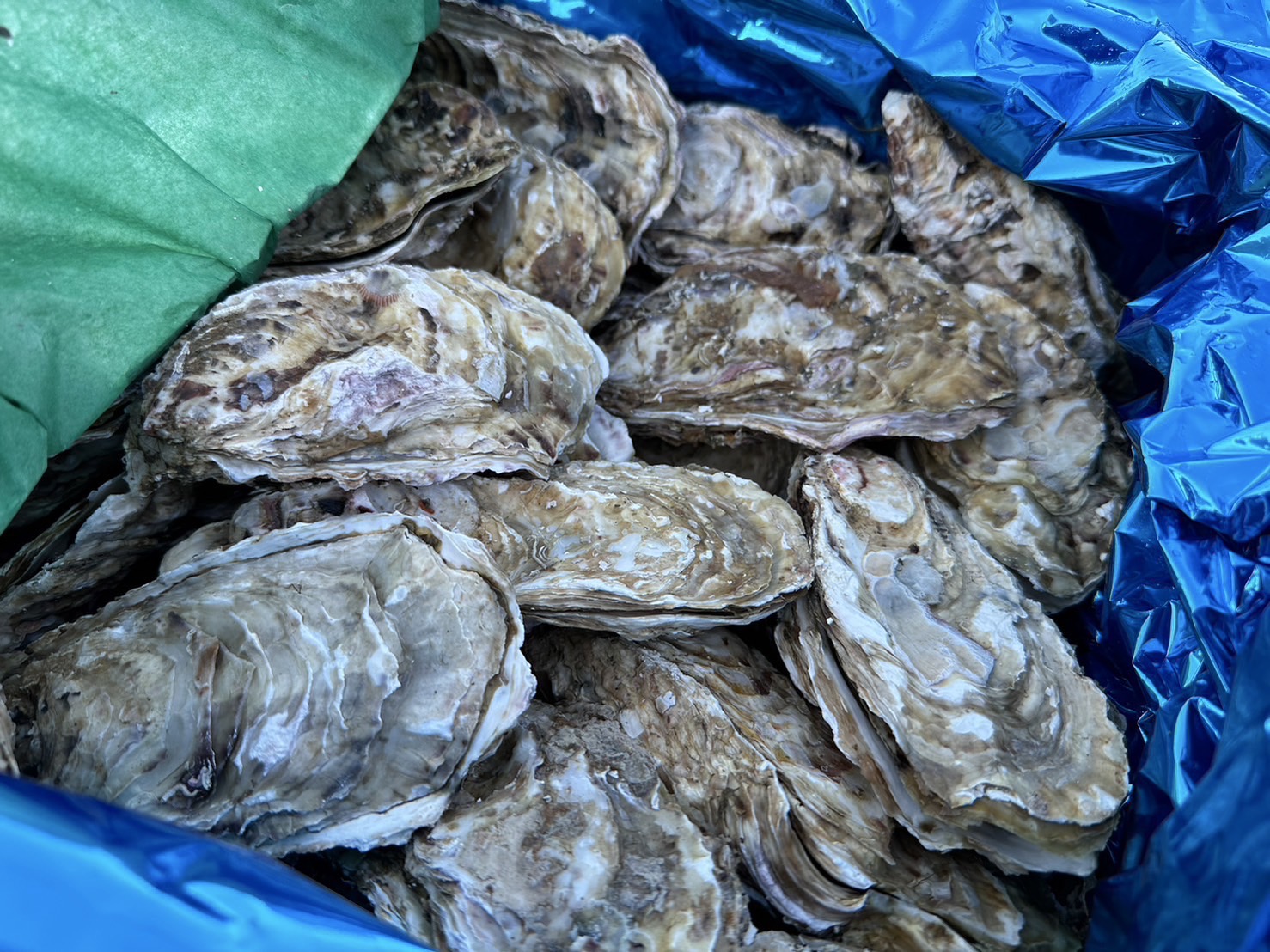 新鮮な牡蠣