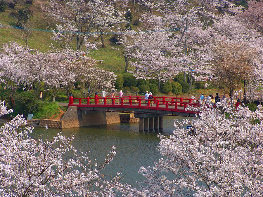 公園内の桜はなんと4000本