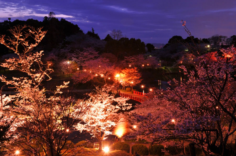 夜桜を見ながらBBQ