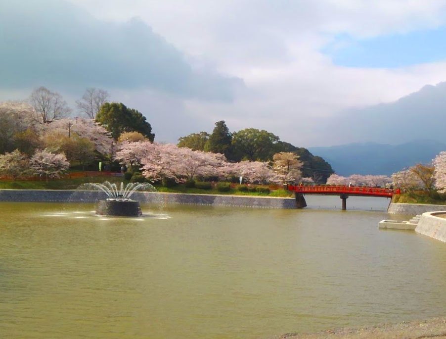 桜を見ながら花見バーベキューができるのは甘木公園