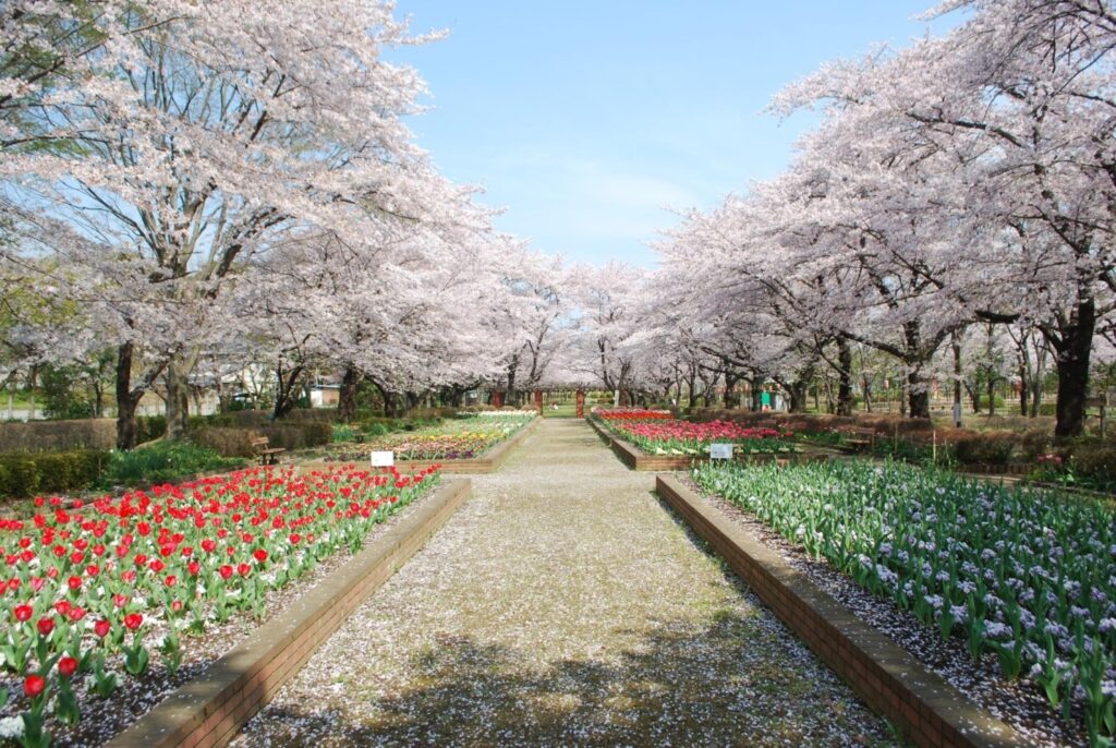 城山公園/埼玉県/桶川市/BBQ/バーベキュー/バーベキュー場/配達/レンタル/手ぶら/桜/花見/紅葉