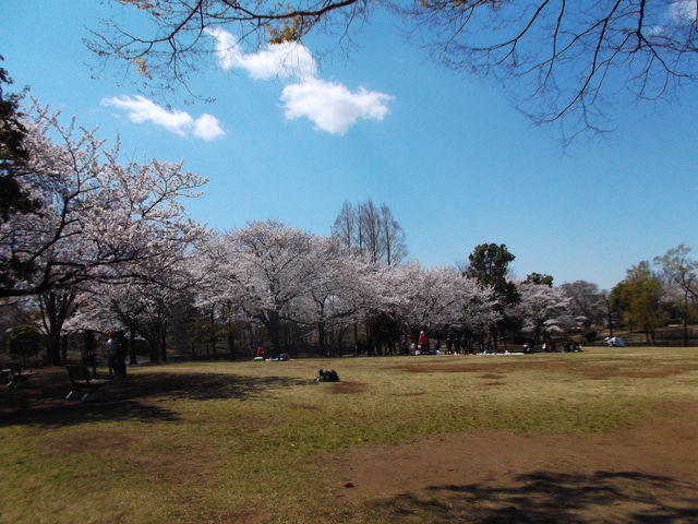 草加市/埼玉県/そうか公園/BBQ/バーベキュー/レンタル/配達/手ぶら/花見/紅葉