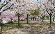 小松川千本桜バーベキュー広場